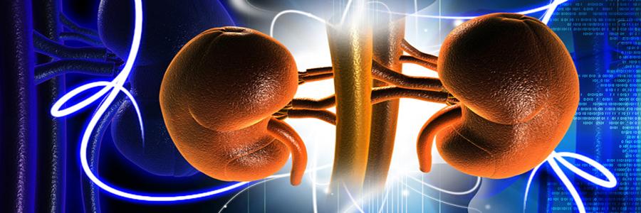 Top Reasons to Visit the Best Nephrologist in India